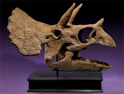 Baby Triceratops prorsus skull – “Samantha” – approx. 68-65 million years old, found at Hell Creek Formation, Montana; skull measuring 36 in. long, 22 in. wide, est. $60,000-$80,000. I.M. Chait image.