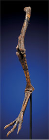Leg from Tarbosaurus bataar (relative to the Tyrannosaurus), approx. 70 to 65 million years old, 79¾ in. long, est. $20,000-$25,000. I.M. Chait image.