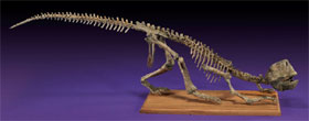Fine and complete dinosaur skeleton, Psittacosaurus sp., Cretaceous, Central Asia, 39 in. long, est. $10,000-$12,000. I.M. Chait image.