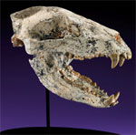Skull of Indarctos zdanskyi, predecessor to panda bear, approximately 5 million years old, est. $65,000-$80,000. I.M. Chait image.
