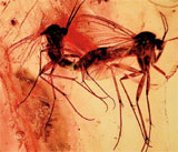 Mating mosquite pair captured in amber, Upper Oligocene Epoch/Paleogene Period, est. $500-$700. I.M. Chait image.