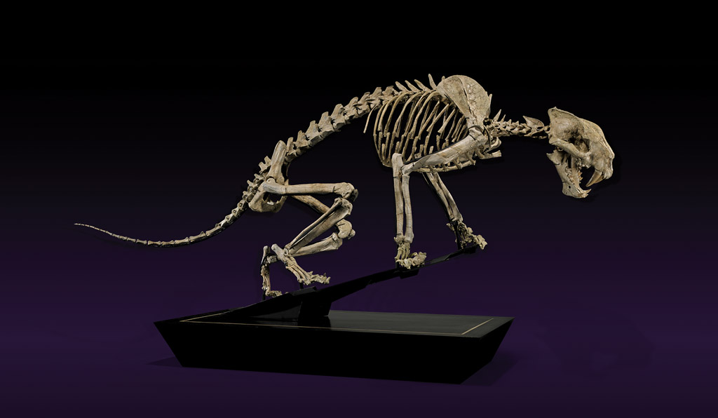 Finest and most-complete extant example of a saber-tooth tiger skeleton, 67 inches long, origin White River Badlands, South Dakota. Estimate $250,000-$300,000. I.M. Chait image.